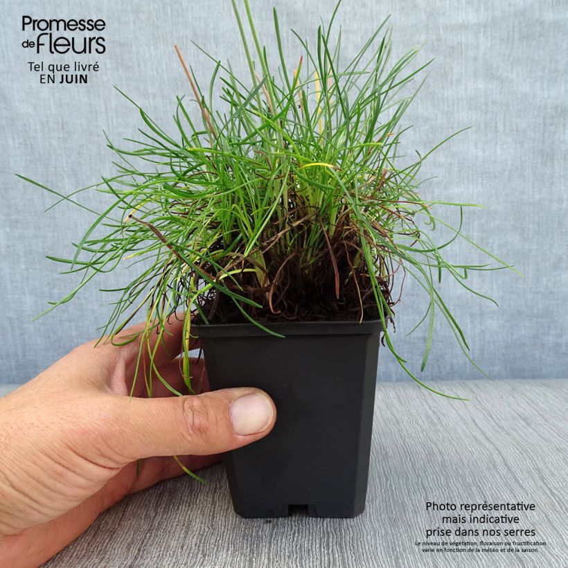Esemplare di Armeria maritima Rosea Vasetto da 8/9 cm consegnato in estate