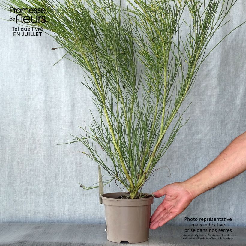 Esemplare di Cytisus scoparius Golden Sunlight - Ginestra dei carbonai Vaso da 2L/3L consegnato in estate