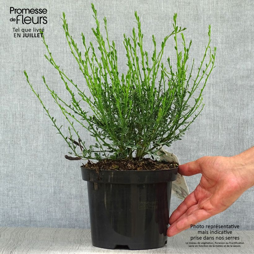 Esemplare di Cytisus scoparius Palette - Ginestra dei carbonai Vaso da 2L/3L consegnato in estate