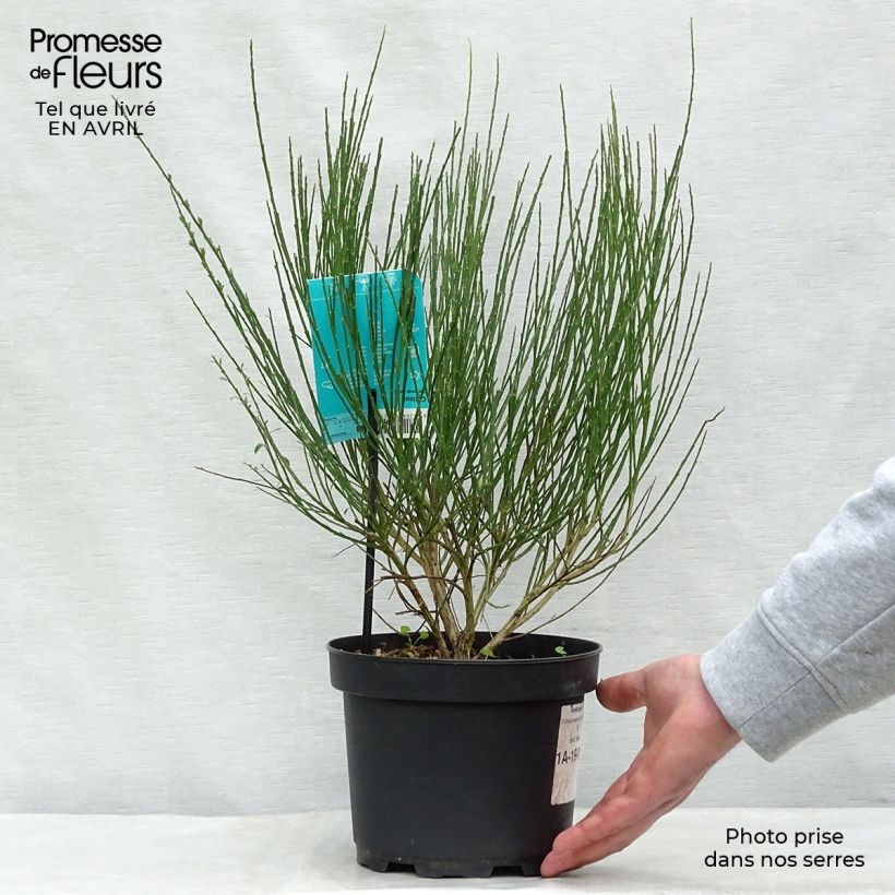 Cytisus scoparius Ruby - Ginestra dei carbonai Vaso da 3L/4L esemplare consegnato in primavera