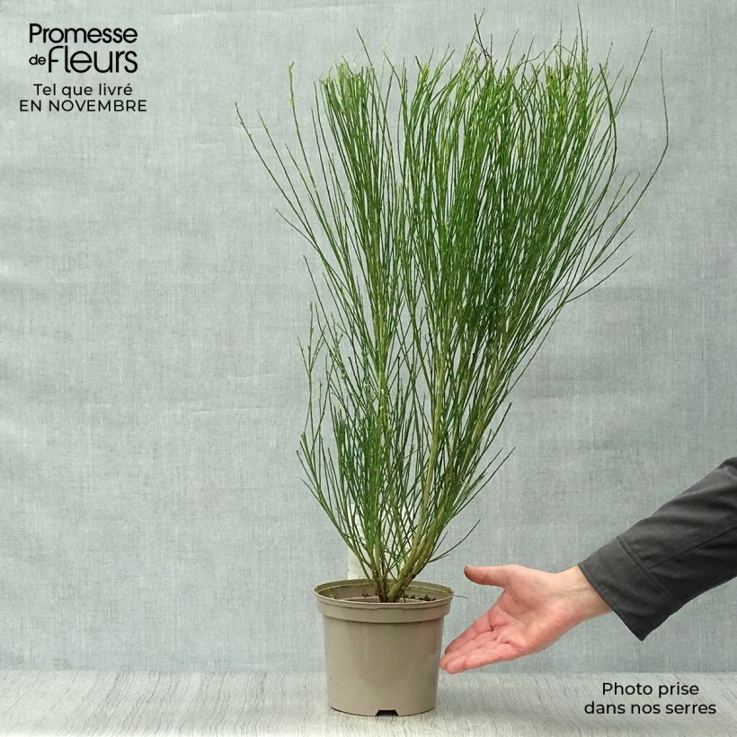 Esemplare di Cytisus scoparius Ruby - Ginestra dei carbonai Vaso da 3L/4L come consegnato in autunno
