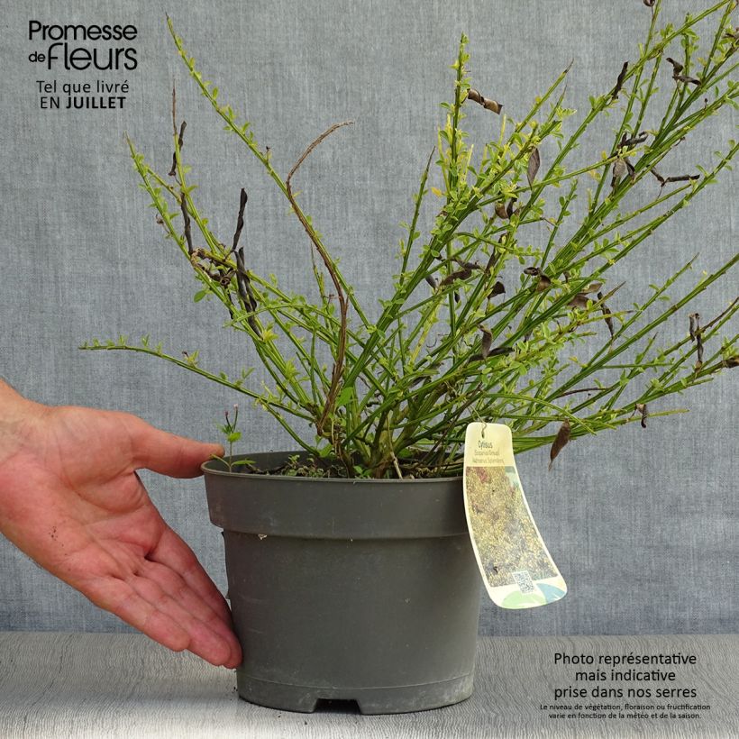 Esemplare di Cytisus scoparius Andreanus - Ginestra dei carbonai Vaso da 2L/3L consegnato in estate
