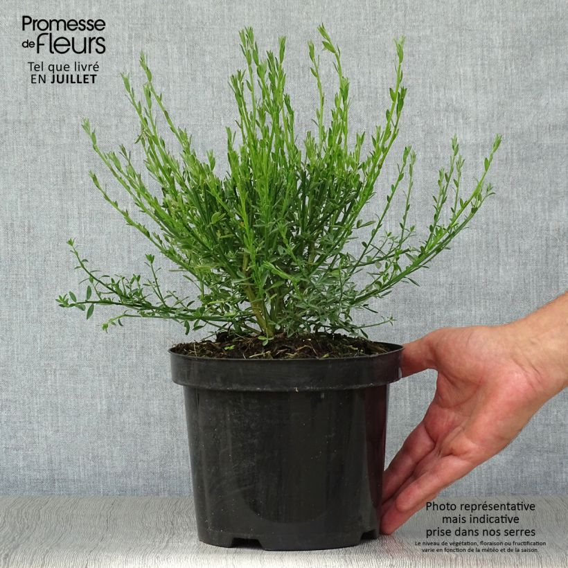 Esemplare di Cytisus scoparius Burkwoodii - Ginestra dei carbonai Vaso da 2L/3L consegnato in estate