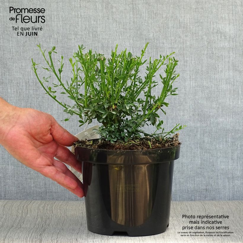 Esemplare di Cytisus scoparius Goldfinch - Ginestra dei carbonai Vaso da 2L/3L consegnato in estate