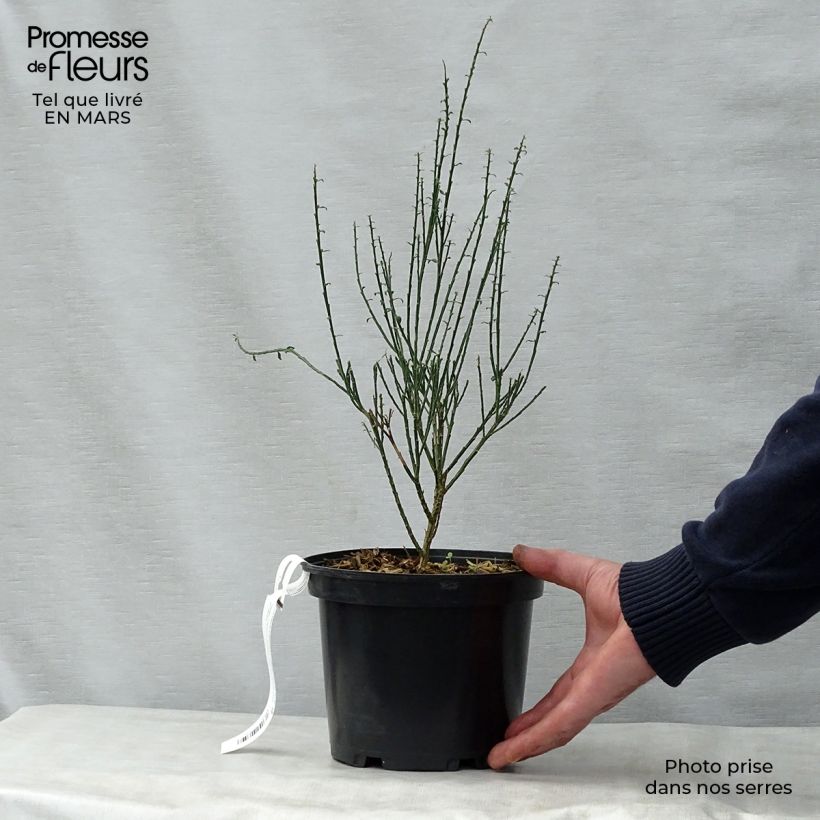 Cytisus scoparius La Coquette - Ginestra dei carbonai Vaso da 2L/3L esemplare consegnato in primavera
