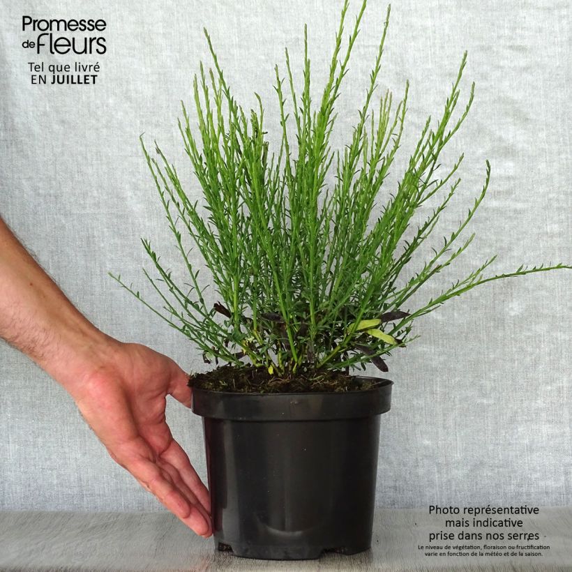 Esemplare di Cytisus scoparius Cytisus Lena - Ginestra dei carbonai Vaso da 2L/3L consegnato in estate
