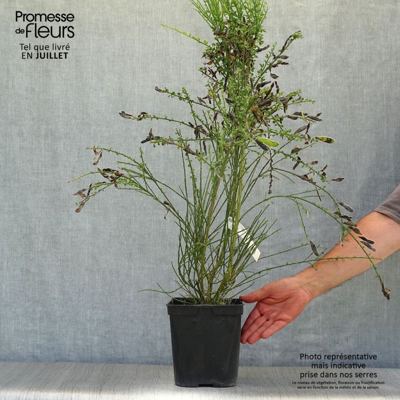 Esemplare di Cytisus scoparius Luna - Ginestra dei carbonai Vaso da 2L/3L consegnato in estate
