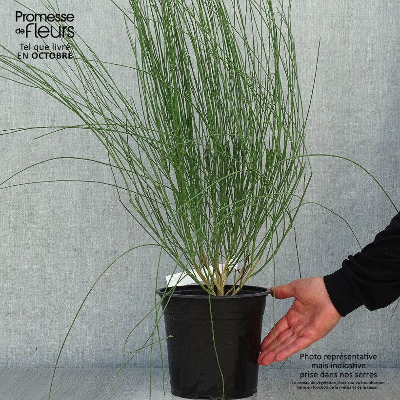Esemplare di Cytisus scoparius Moyclare Pink - Ginestra dei carbonai Vaso da 4L/5L come consegnato in autunno