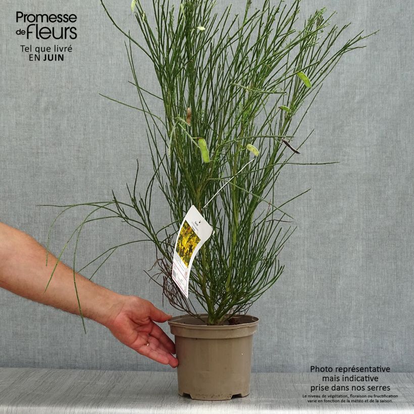 Esemplare di Cytisus scoparius Vanesse - Ginestra dei carbonai Vaso da 2L/3L consegnato in estate
