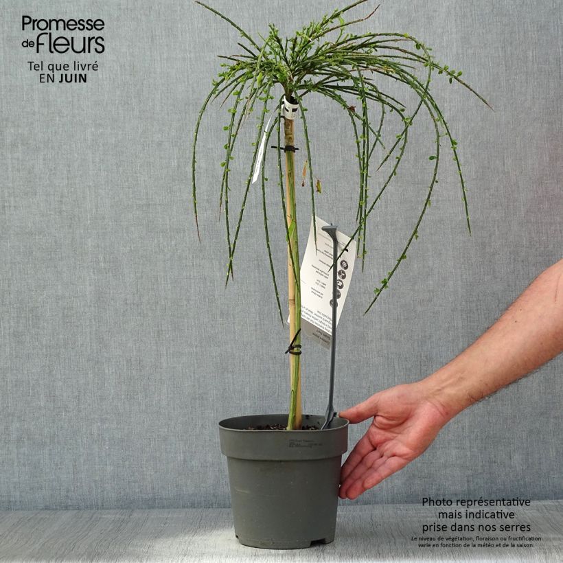 Cytisus scoparius Golden Tears - Ginestra dei carbonai Vaso da 4L/5L esemplare consegnato in primavera