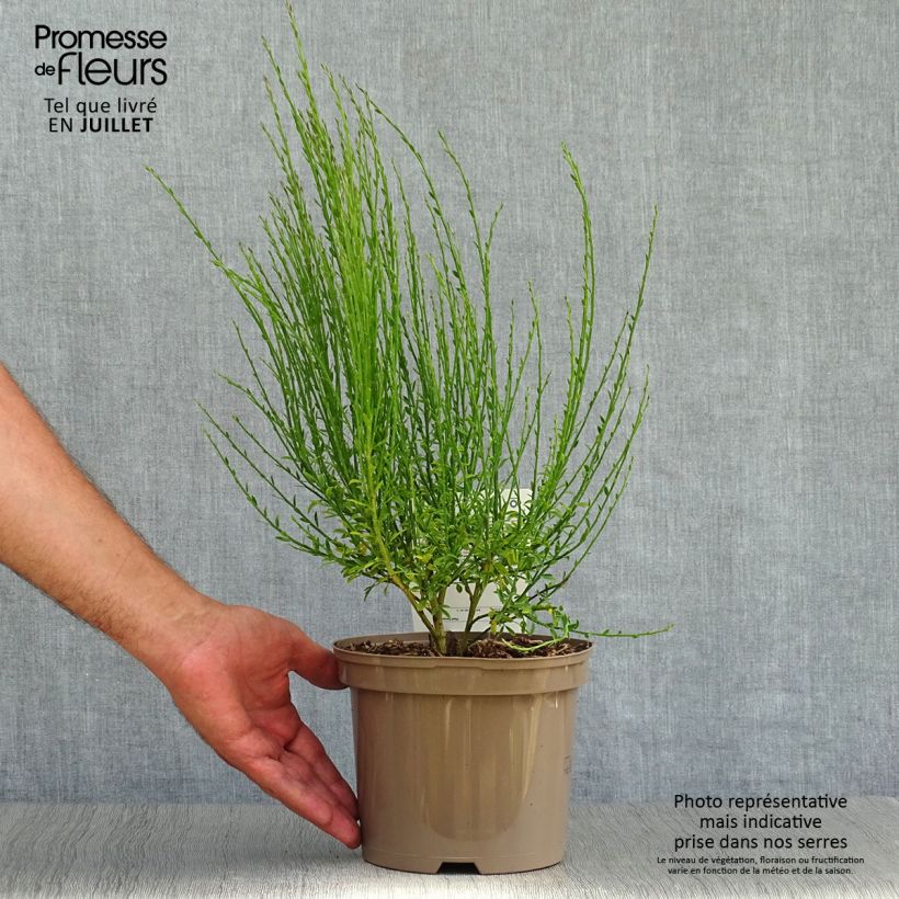 Esemplare di Cytisus scoparius Roter Favorit - Ginestra dei carbonai Vaso da 2L/3L consegnato in estate