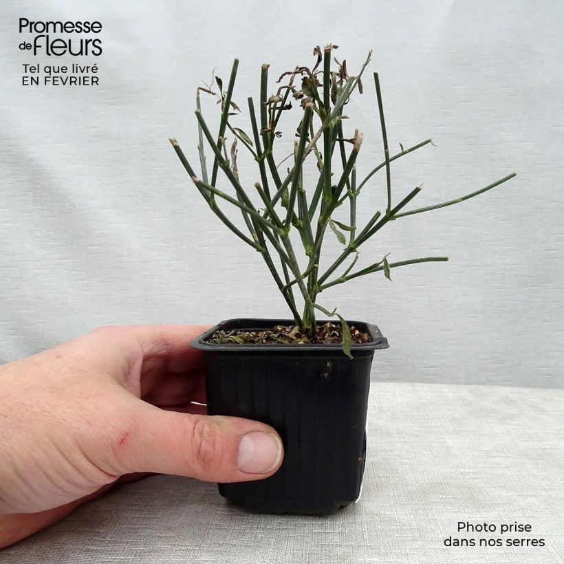Spartium junceum - Ginestra comune Vasetto da 8/9 cm esemplare consegnato in inverno