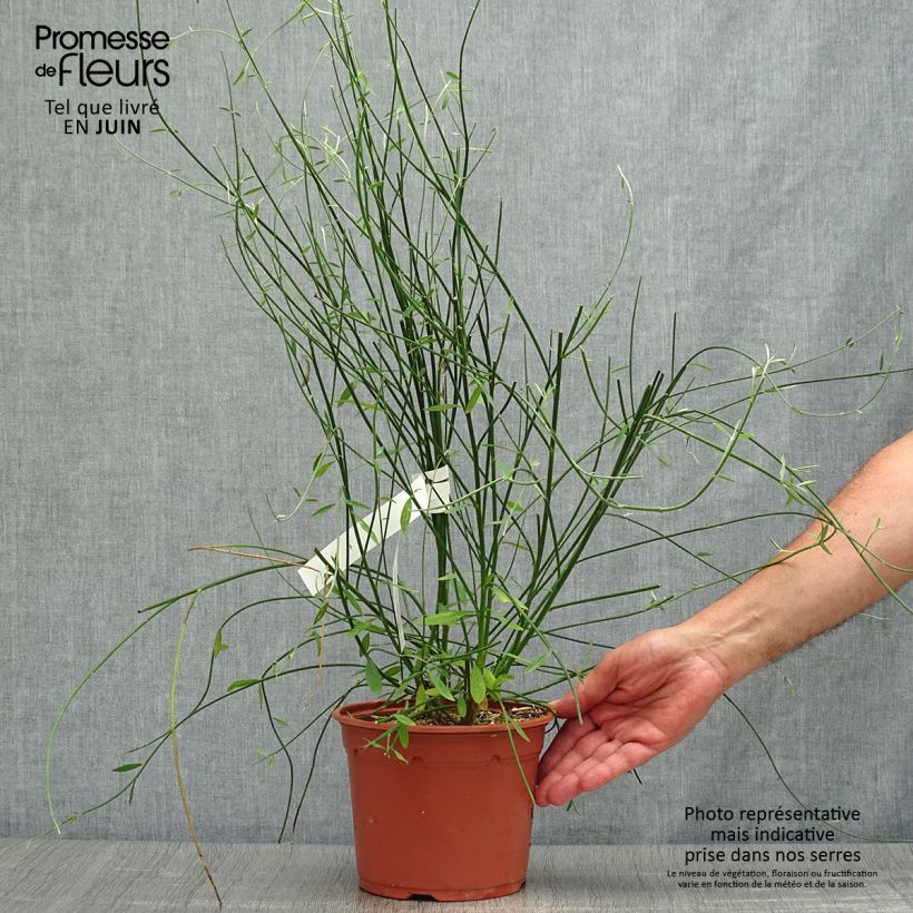 Esemplare di Spartium junceum - Ginestra comune Vaso da 2L/3L consegnato in estate