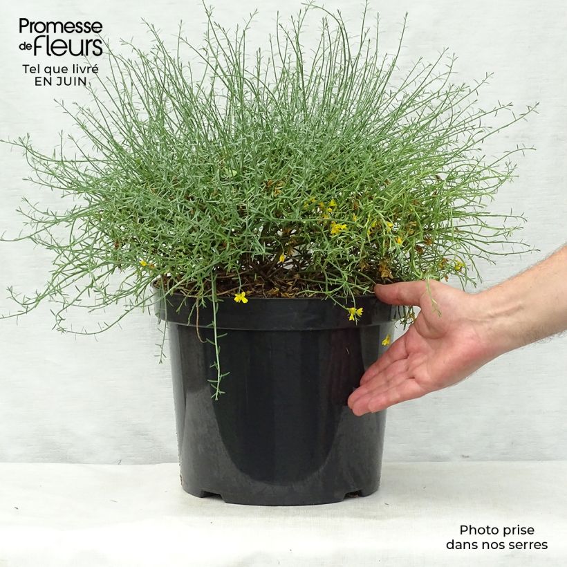 Esemplare di Genista lydia - Ginestra Vaso da 7,5L/10L consegnato in estate