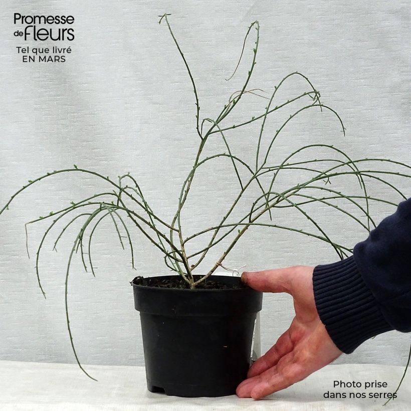 Genista lydia - Ginestra Vaso da 1L/1,5L esemplare consegnato in primavera