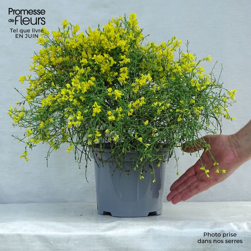 Esemplare di Genista lydia - Ginestra Vaso da 3L/4L consegnato in estate