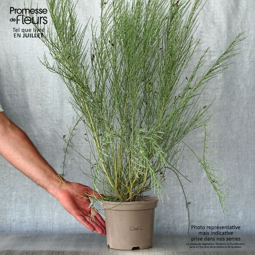 Esemplare di Cytisus praecox Allgold - Citiso Vaso da 2L/3L consegnato in estate