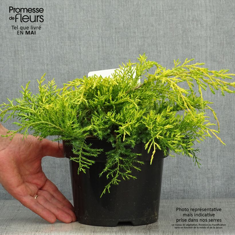Juniperus pfitzeriana King of Spring - Ginepro Vaso da 2L/3LAltezza consegnata circa 30/40cm esemplare consegnato in primavera
