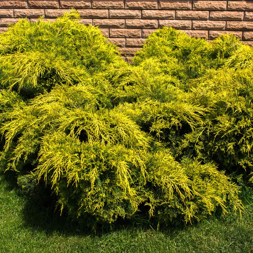 Juniperus pfitzeriana King of Spring - Ginepro (Porto)