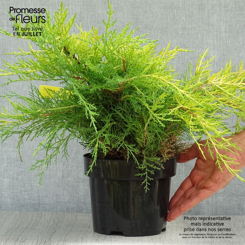 Esemplare di Juniperus pfitzeriana Old Gold - Ginepro Vaso da 2L/3L consegnato in estate