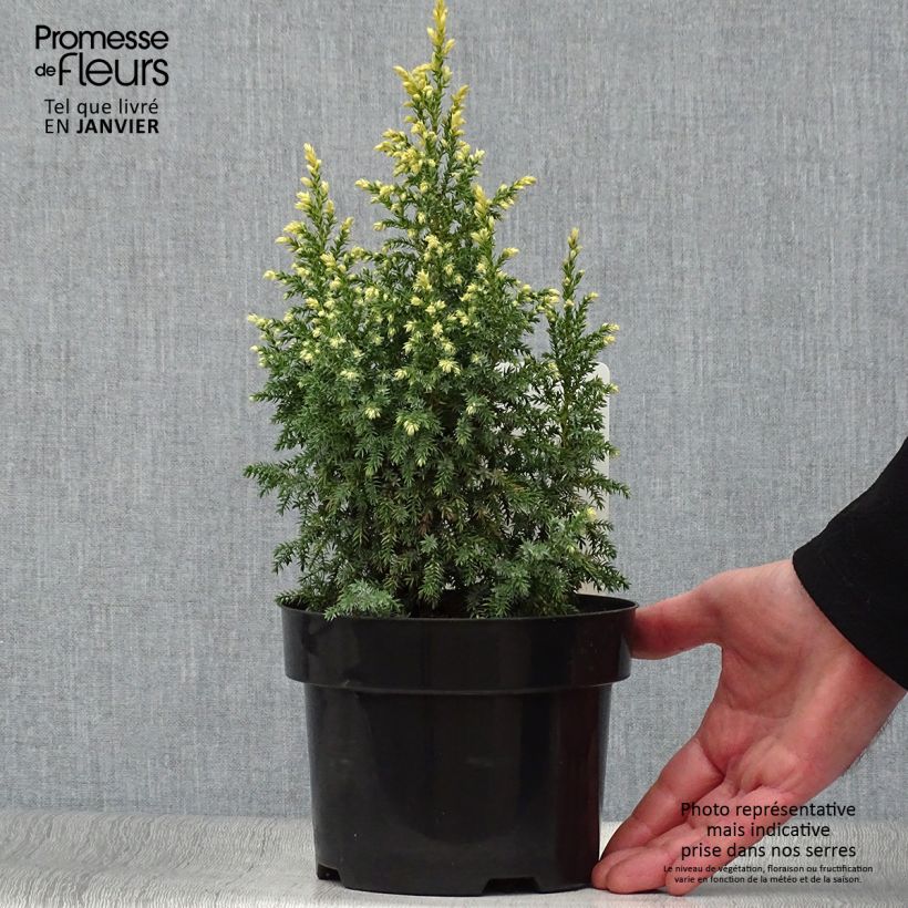 Juniperus pingii Hulsdonk Yellow - Ginepro Vaso da 2L/3L esemplare consegnato in inverno