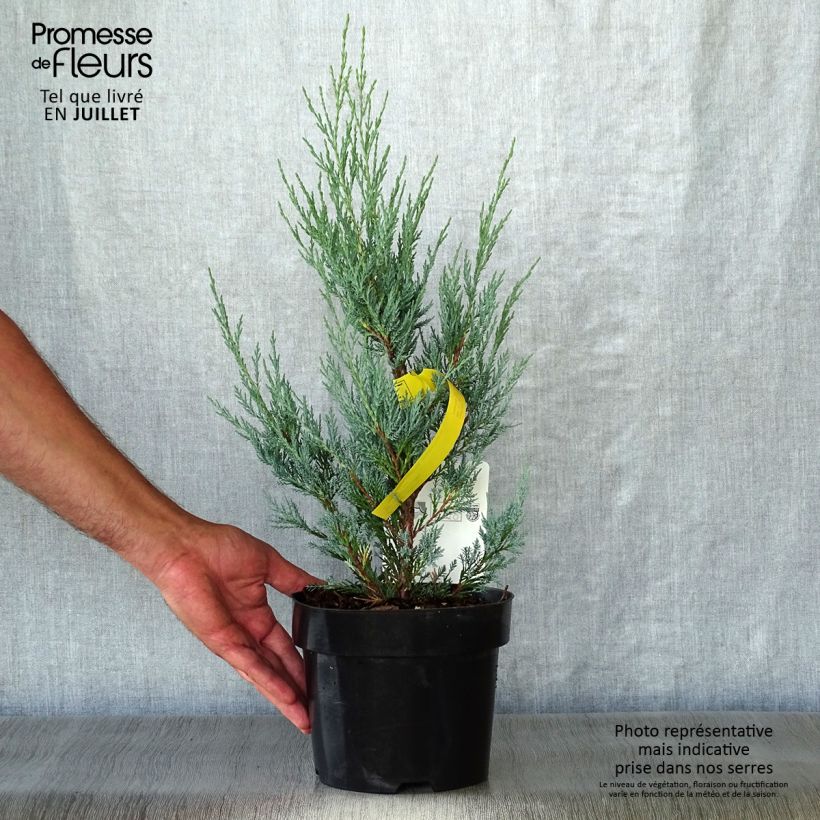 Esemplare di Juniperus scopulorum Moonglow - Ginepro Vaso da 2L/3L consegnato in estate
