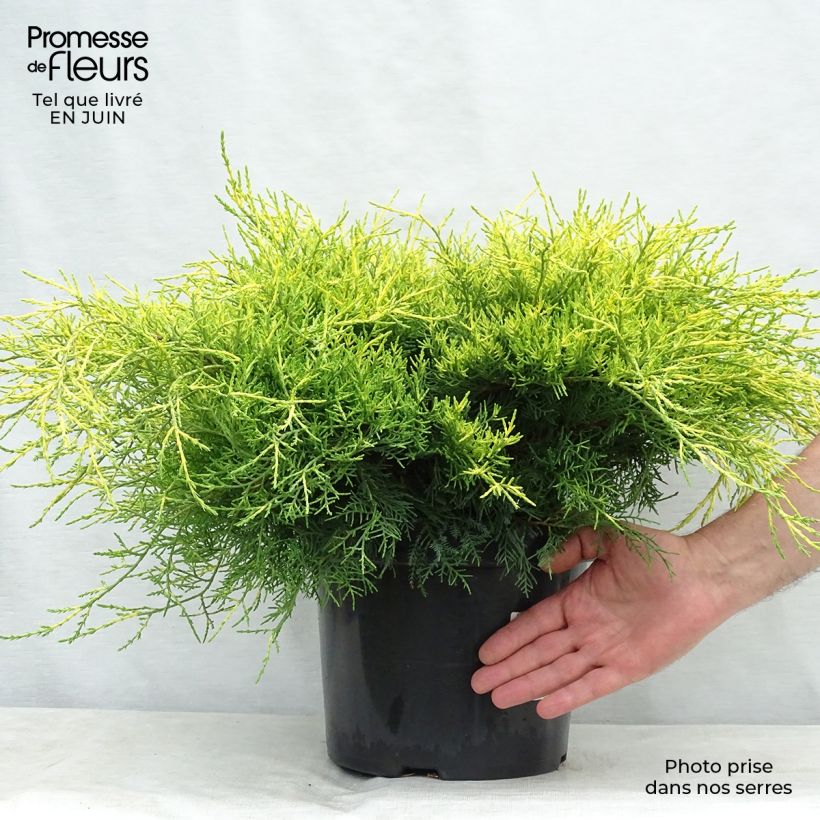 Esemplare di Juniperus pfitzeriana Gold Coast - Ginepro Vaso da 7,5L/10L consegnato in estate