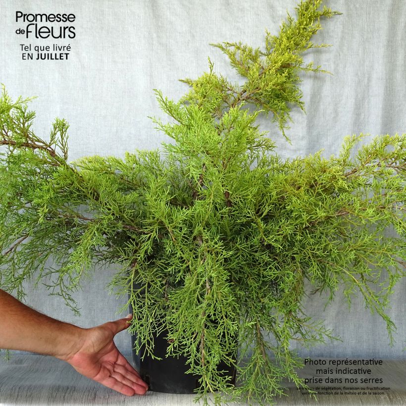 Esemplare di Juniperus media Pfitzeriana Aurea - Ginepro Vaso da 7,5L/10L consegnato in estate