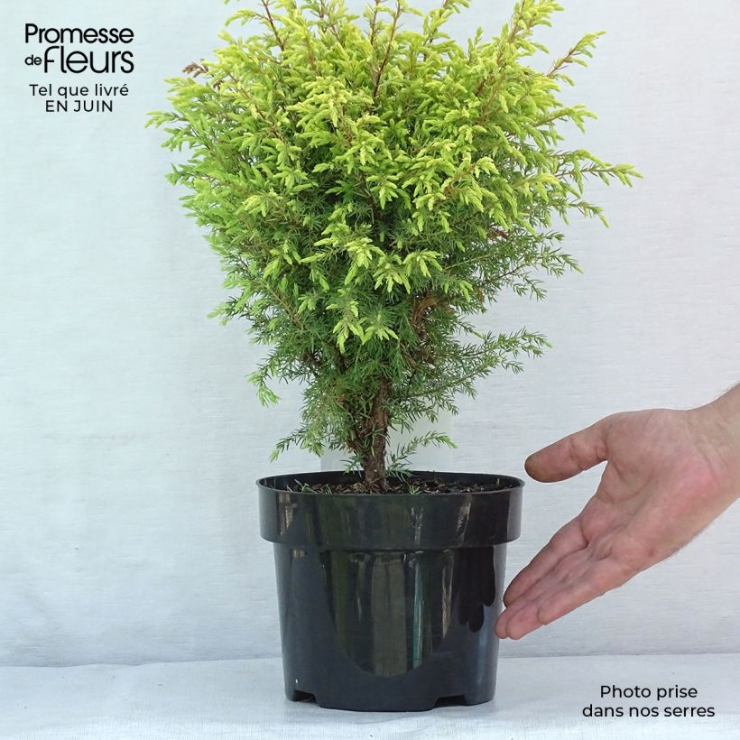 Esemplare di Juniperus communis Gold Cone - Ginepro comune Vaso da 2L/3L consegnato in estate