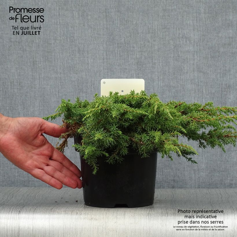 Esemplare di Juniperus communis Green Carpet - Ginepro comune Vaso da 2L/3L consegnato in estate
