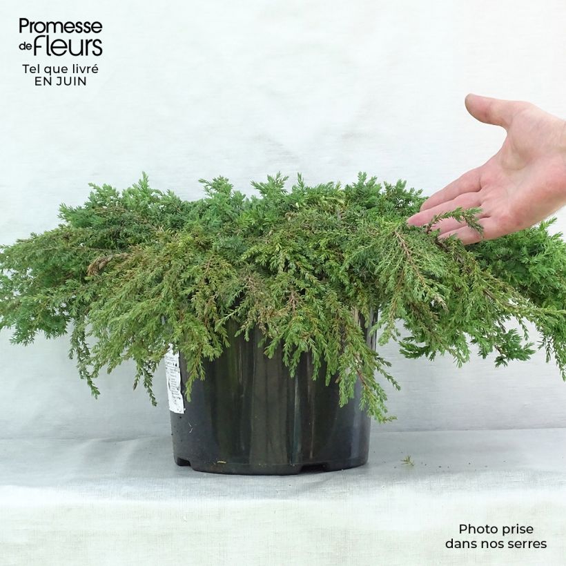 Esemplare di Juniperus communis Green Carpet - Ginepro comune Vaso da 7,5L/10L consegnato in estate