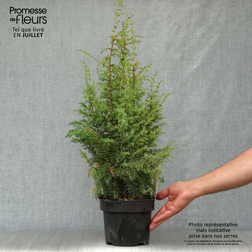 Esemplare di Juniperus communis Hibernica - Ginepro comune Vaso da 2L/3L consegnato in estate