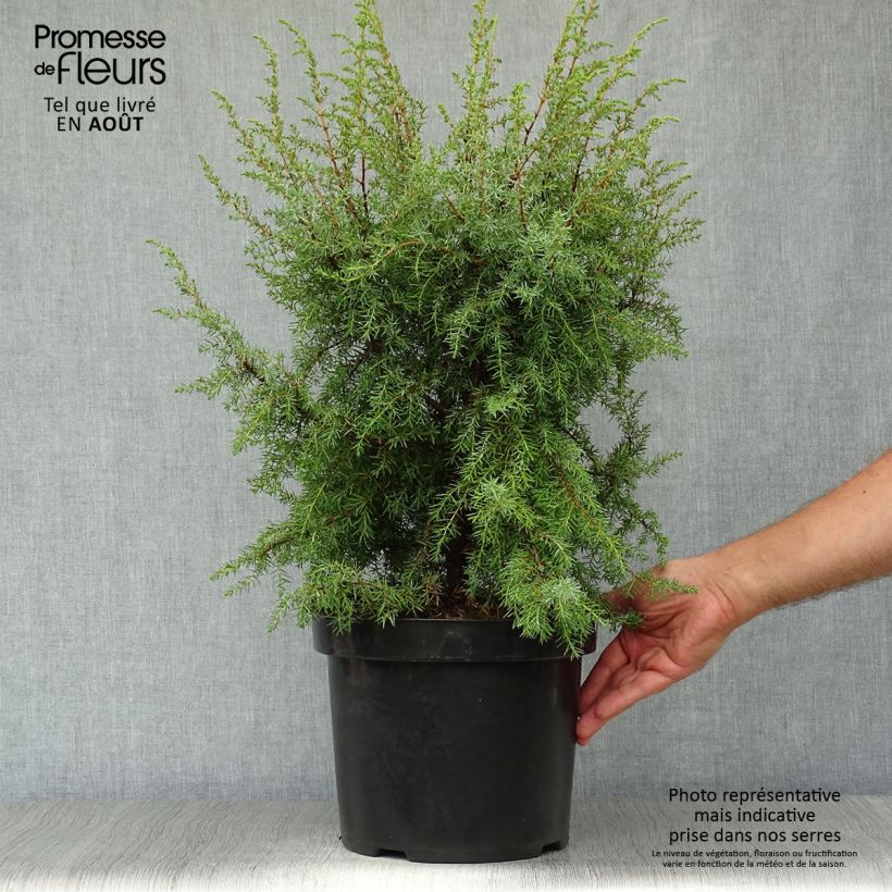 Esemplare di Juniperus communis Hibernica - Ginepro comune Vaso da 7,5L/10L consegnato in estate
