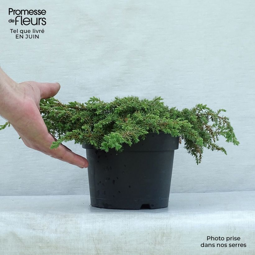 Esemplare di Juniperus communis Repanda - Ginepro comune Vaso da 2L/3L consegnato in estate