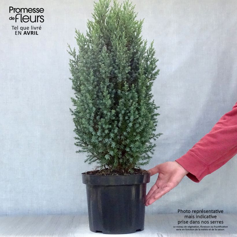 Juniperus chinensis Stricta - Ginepro cinese Vaso da 7,5L/10LAltezza consegnata circa 40/60cm esemplare consegnato in primavera
