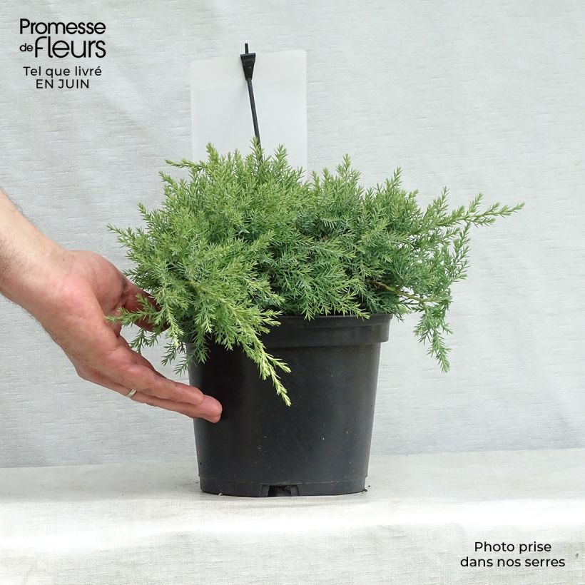 Esemplare di Juniperus pfitzeriana Glauca - Ginepro Vaso da 2L/3L consegnato in estate
