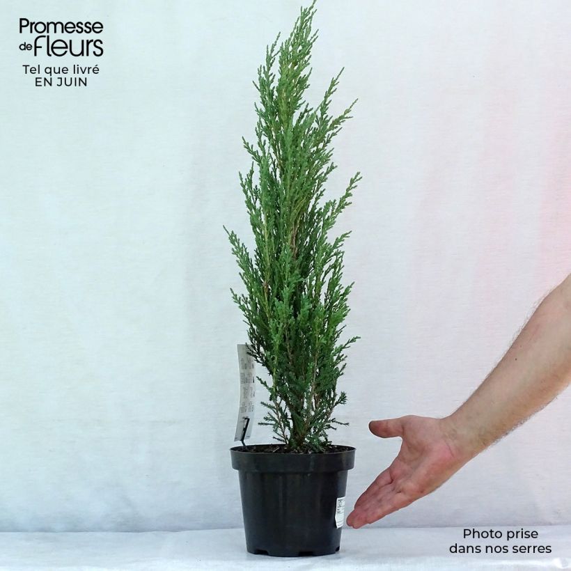 Esemplare di Juniperus scopulorum Blue Arrow - Ginepro Vaso da 2L/3L consegnato in estate
