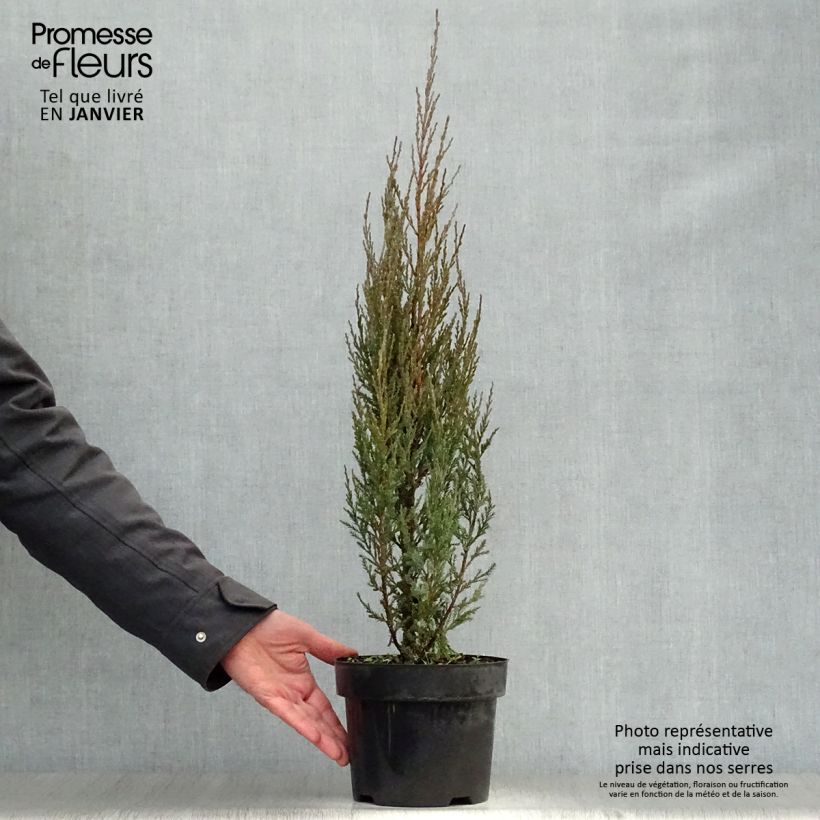 Juniperus scopulorum Skyrocket - Ginepro Vaso da 3L/4L esemplare consegnato in inverno
