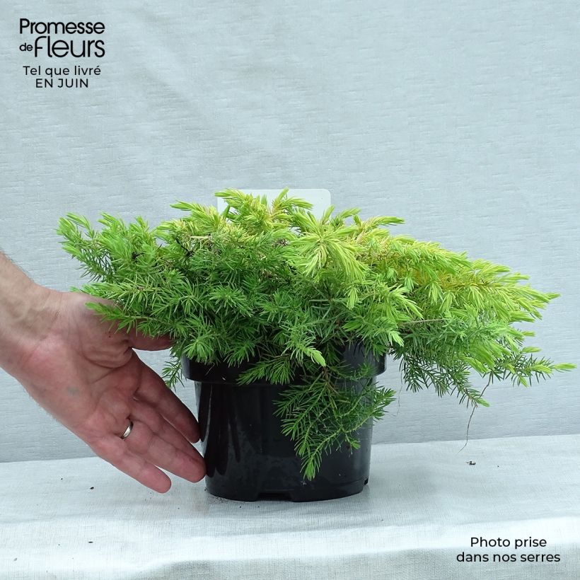 Esemplare di Juniperus conferta All Gold - Ginepro Vaso da 2L/3L consegnato in estate