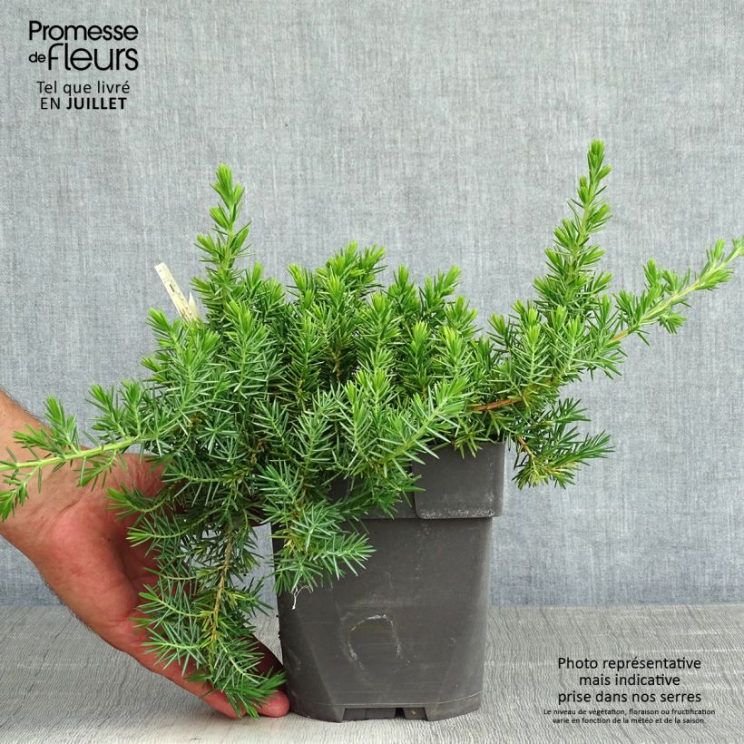 Esemplare di Juniperus conferta Blue Pacific - Ginepro Vaso da 2L/3L consegnato in estate