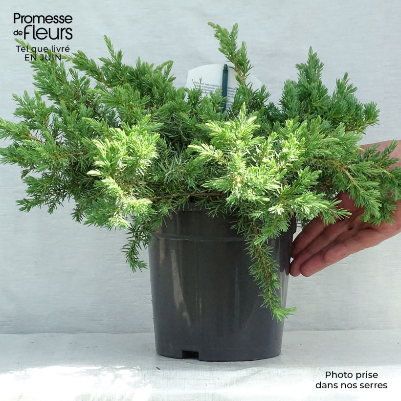 Esemplare di Juniperus conferta Schlager - Ginepro Vaso da 2L/3L consegnato in estate