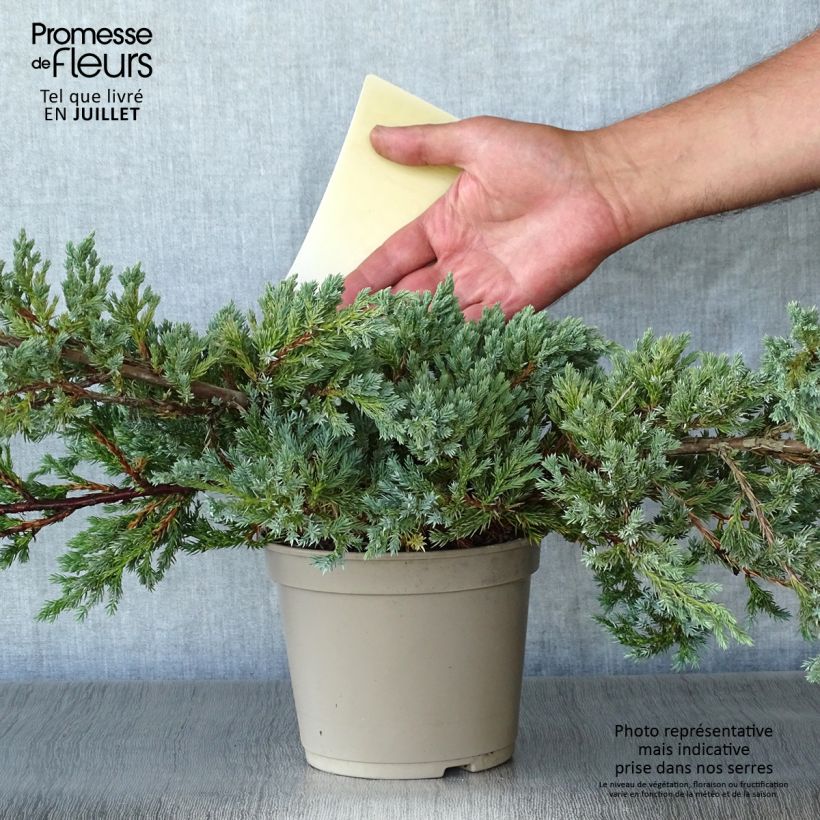 Esemplare di Juniperus squamata Blue Carpet - Ginepro Vaso da 2L/3L consegnato in estate