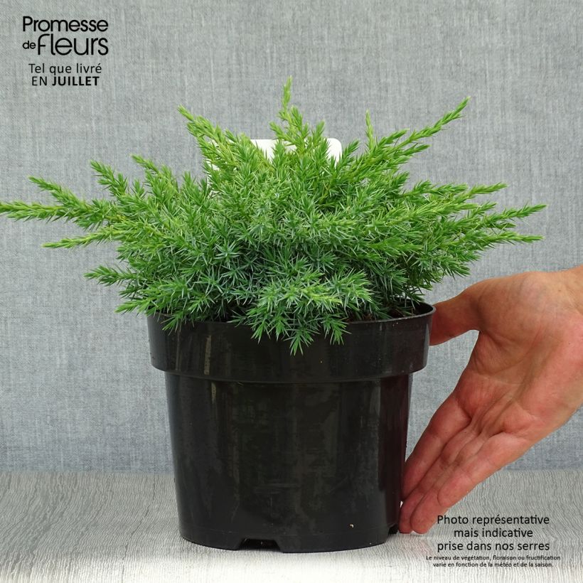 Esemplare di Juniperus squamata Blue Swede - Ginepro Vaso da 2L/3L consegnato in estate
