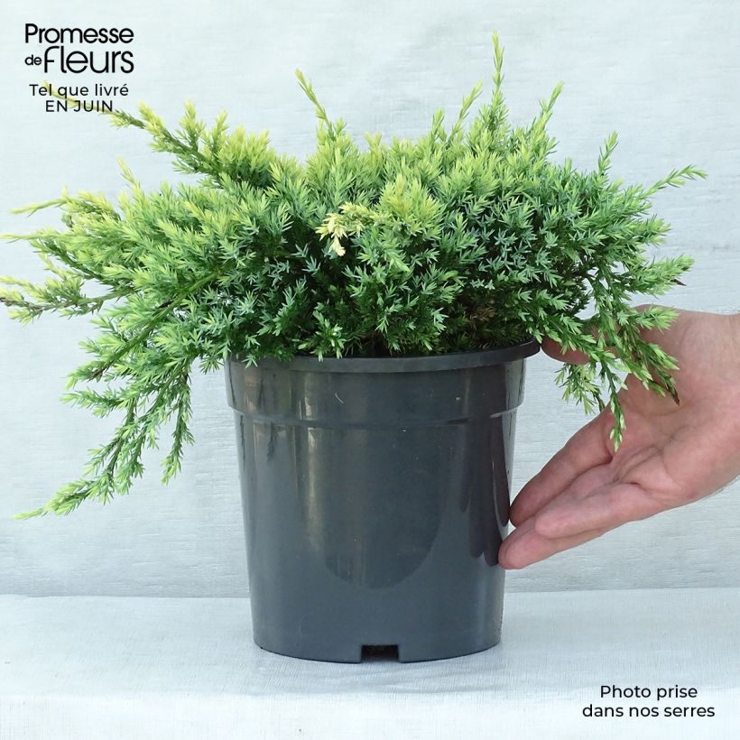 Esemplare di Juniperus squamata Holger - Ginepro Vaso da 2L/3L consegnato in estate