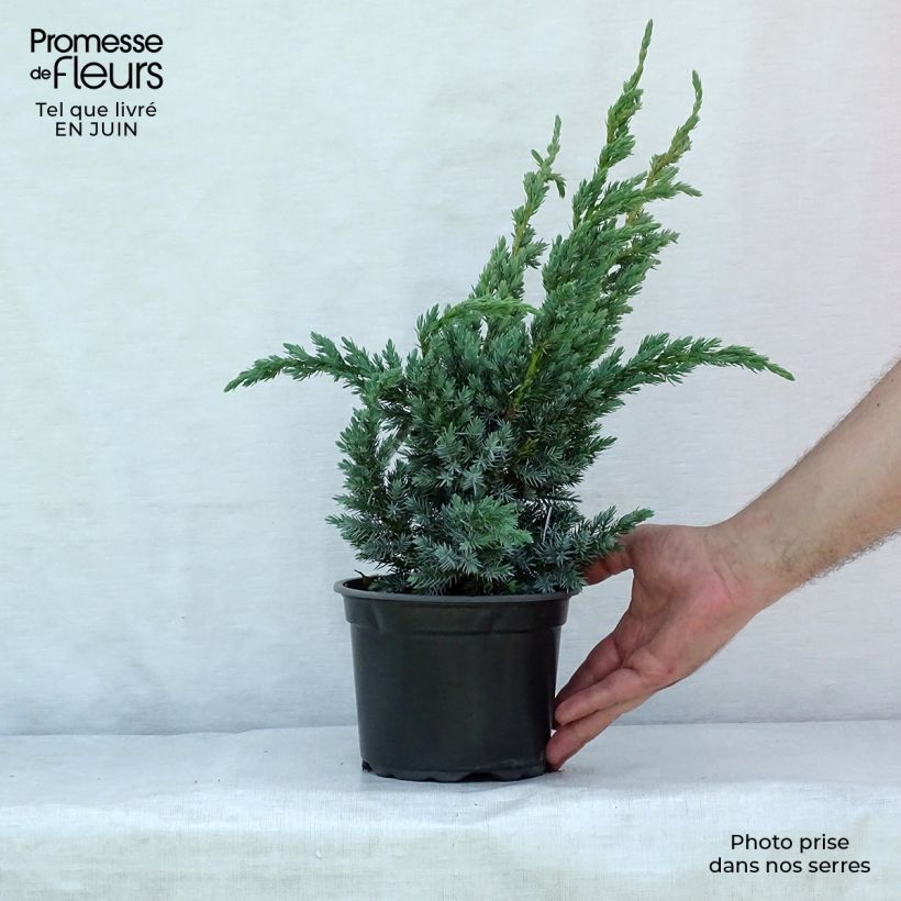 Esemplare di Juniperus squamata Meyeri - Ginepro Vaso da 2L/3L consegnato in estate