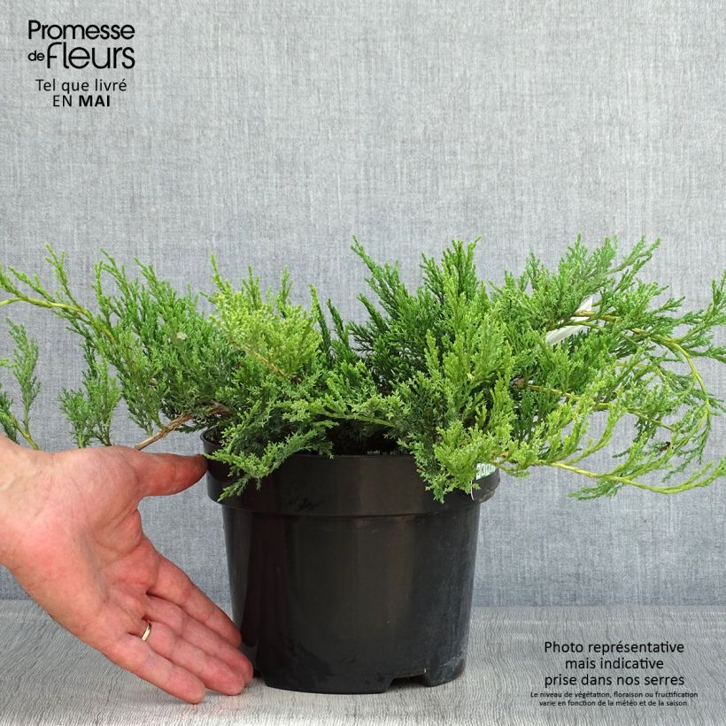 Juniperus horizontalis Agnieszka - Ginepro strisciante Vaso da 2L/3LAltezza consegnata circa 30/40cm esemplare consegnato in primavera