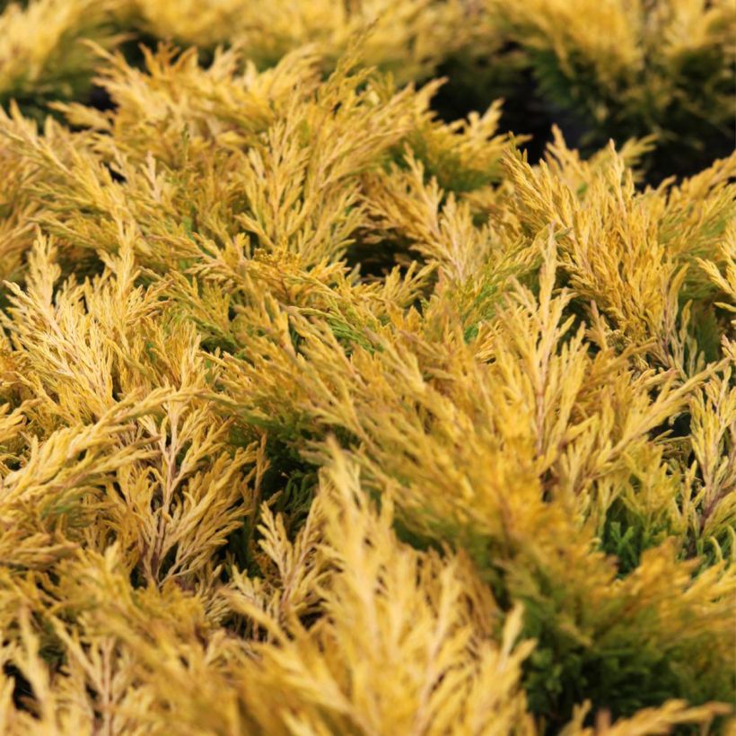 Juniperus horizontalis Limeglow - Ginepro strisciante (Fogliame)