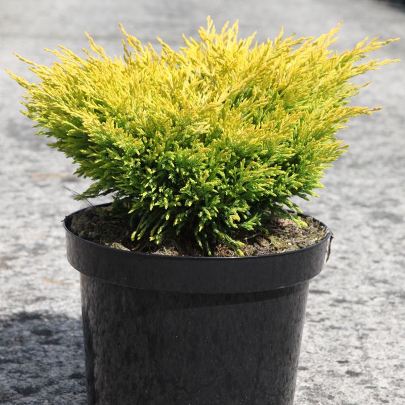 Juniperus horizontalis Limeglow - Ginepro strisciante (Porto)