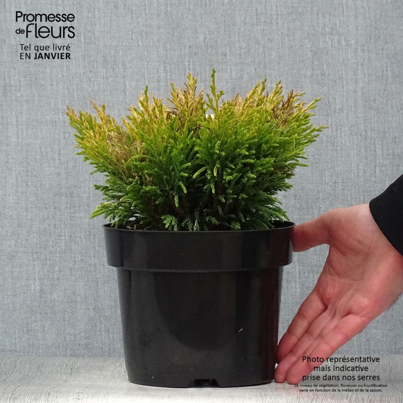 Juniperus horizontalis Limeglow - Ginepro strisciante Vaso da 2L/3L esemplare consegnato in inverno