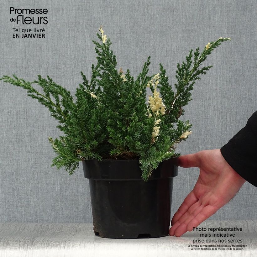 Juniperus chinensis Expansa Variegata - Ginepro cinese Vaso da 2L/3L esemplare consegnato in inverno